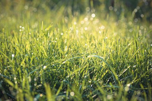 Darey Brands Gras Water 